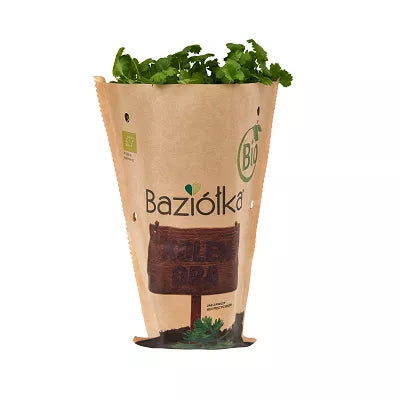 *BAZIÓŁKA Kolendra do posadzenia w doniczce - BIO